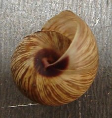 Bothriembryon brazieri