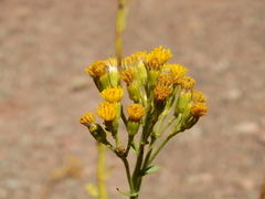 Senecio subumbellatus