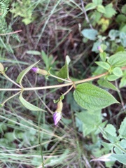 Chaetogastra paratropica