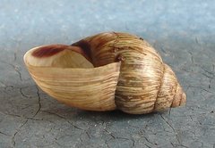 Bothriembryon brazieri