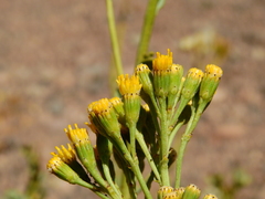 Senecio subumbellatus