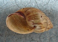 Bothriembryon brazieri