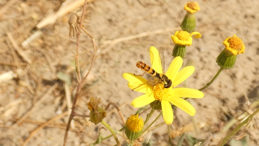 Sphaerophoria bengalensis