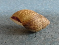 Bothriembryon brazieri