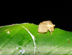 Epicadus trituberculatus