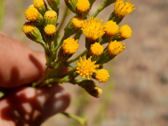 Senecio subumbellatus