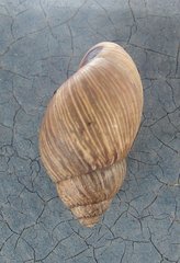 Bothriembryon brazieri