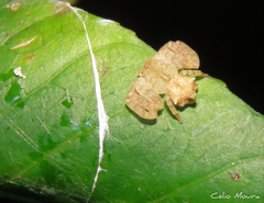 Epicadus trituberculatus