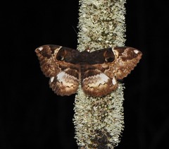 Erebus terminitincta