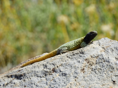 Volcán Peteroa Chuckwalla, Phymaturus verdugo