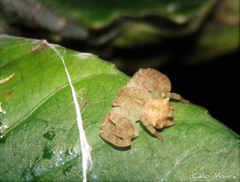 Epicadus trituberculatus