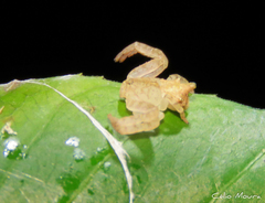 Epicadus trituberculatus