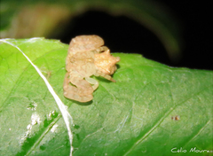 Epicadus trituberculatus