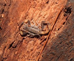 Reddyanus melanodactylus