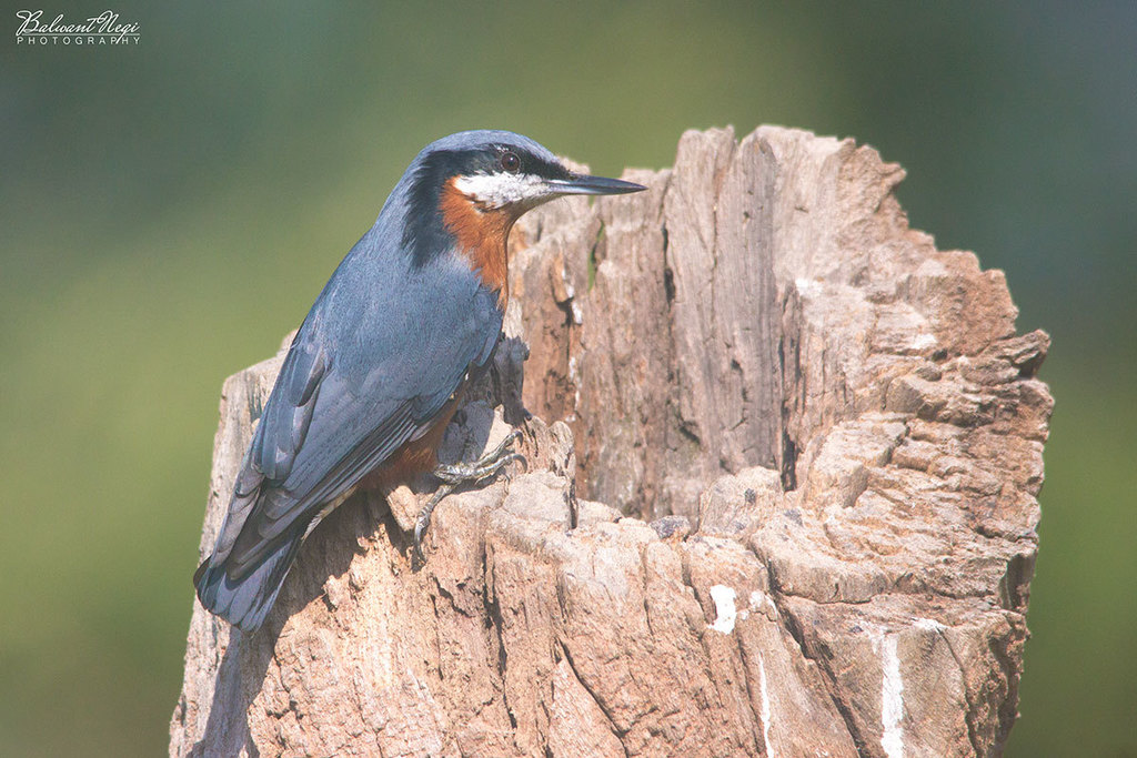 Chestnut-Bellied Nuthatch