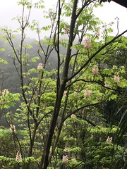 Bretschneidera sinensis