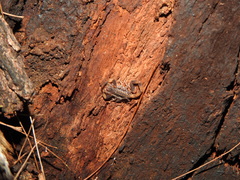 Reddyanus melanodactylus