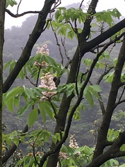 Bretschneidera sinensis