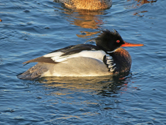 Mergus serrator
