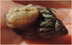 Bothriembryon brazieri