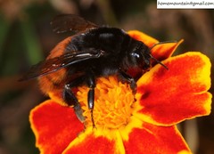 Bombus pyrosoma