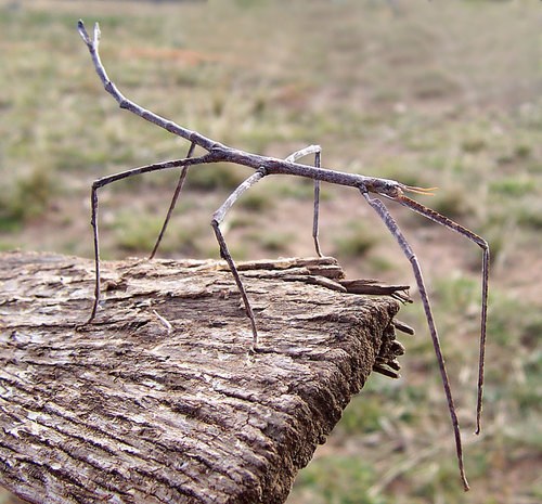 Margin-winged Stick Insect photo 3
