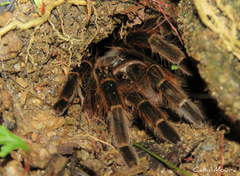 Acanthoscurria natalensis