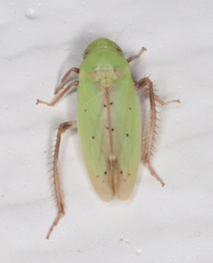 Ponana