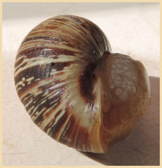 Bothriembryon brazieri