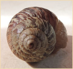 Bothriembryon brazieri