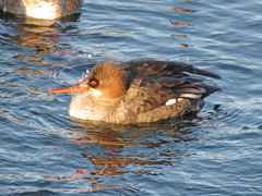 Mergus serrator