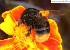 Bombus ignitus