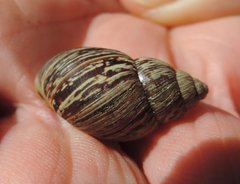 Bothriembryon brazieri