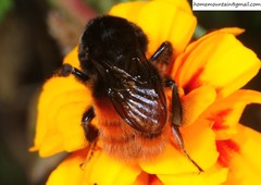Bombus pyrosoma