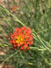 Lasiosiphon rubescens