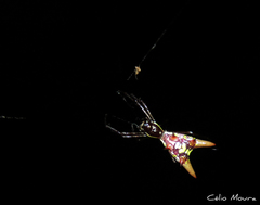 Micrathena spinosa