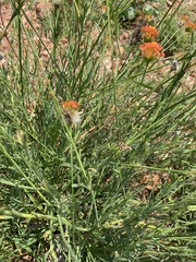 Lasiosiphon rubescens