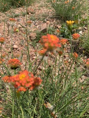 Lasiosiphon rubescens