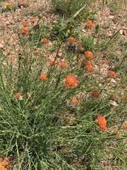 Lasiosiphon rubescens