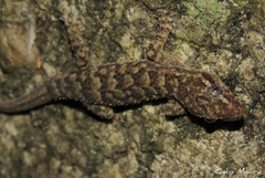 Hemidactylus agrius