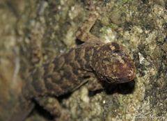 Hemidactylus agrius