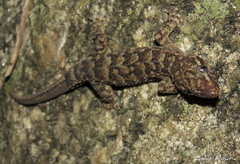 Hemidactylus agrius