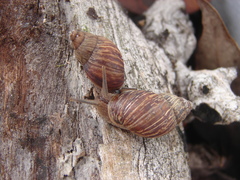 Bothriembryon brazieri