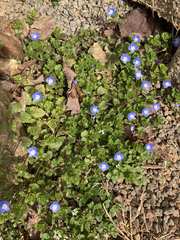 Veronica persica
