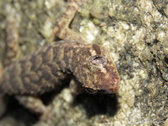 Hemidactylus agrius