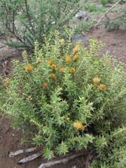 Chuquiraga ruscifolia