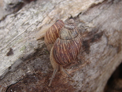 Bothriembryon brazieri