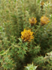 Chuquiraga ruscifolia