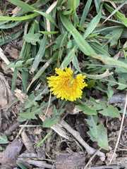 Taraxacum officinale
