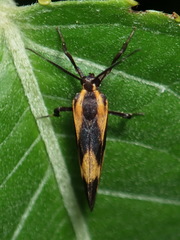 Lycomorphodes